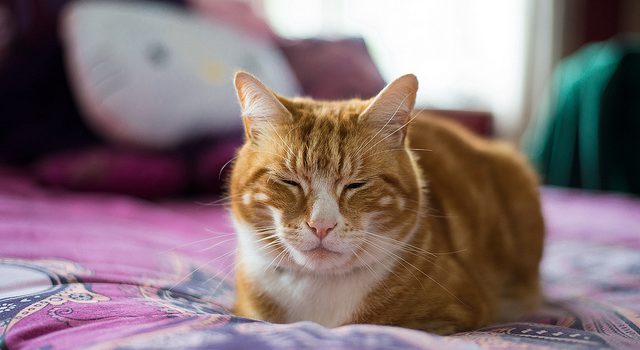 Fun Pet Care Tips You May Not Know Fun Pet Care Tips You May Not Know