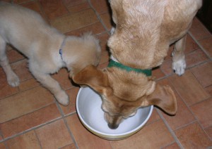 Dogs and Diet Dogs and Diet