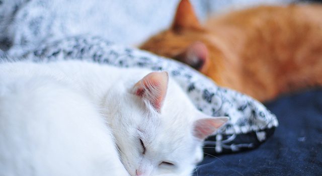 Understanding Your Cats Sleeping Pattern Understanding Your Cats Sleeping Pattern