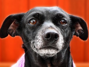 Senior Dog Care Senior Dog Care