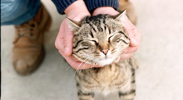 How to Treat Pet Allergies How to Treat Pet Allergies