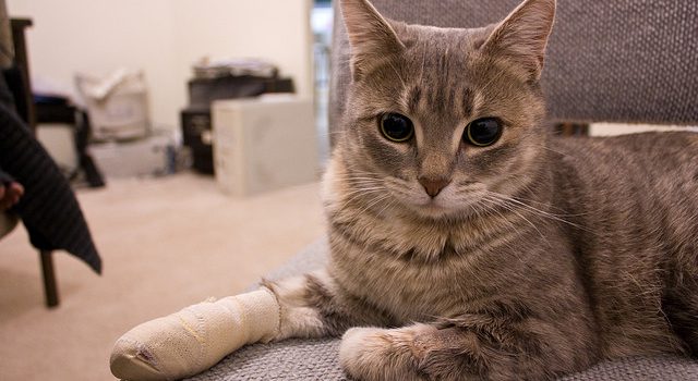 Knowing What to Do in Case of a Pet Emergency Knowing What to Do in Case of a Pet Emergency