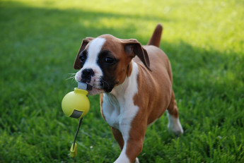 What to Do with Your Pets in the Spring What to Do with Your Pets in the Spring