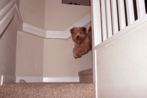 Dog Anxiety Dog Anxiety