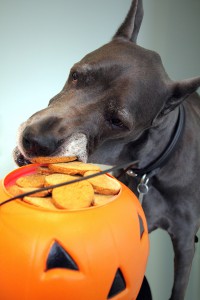 Dogs and Cats Catch Pumpkin Fever Too! Dogs and Cats Catch Pumpkin Fever Too!