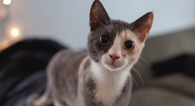 Feral Cats: How Can You Help? Feral Cats: How Can You Help?