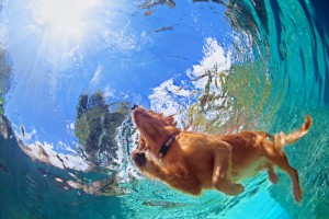 Enjoy the Last Weekend of Summer with your Pets! Enjoy the Last Weekend of Summer with your Pets!