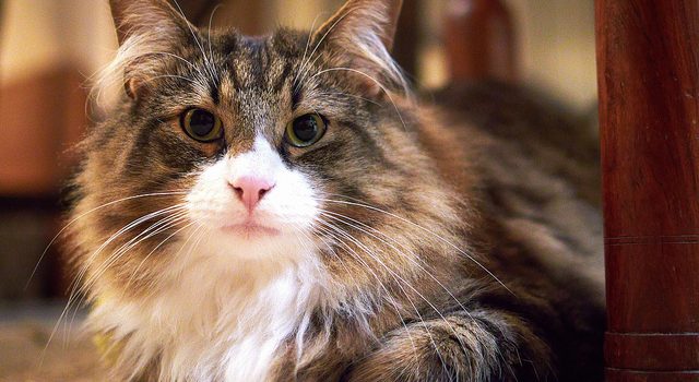 Do You Know Your Cat or Dog’s Age? Do You Know Your Cat or Dog’s Age?