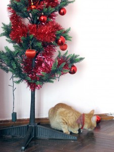 Cats and Christmas Trees Cats and Christmas Trees