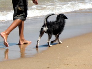 Dogs at the Beach Dogs at the Beach