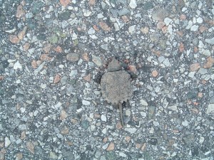 Help the Turtles Help the Turtles