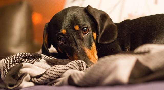 Don't Poison Your Pet! Look Out for These Common Household Items Don't Poison Your Pet! Look Out for These Common Household Items