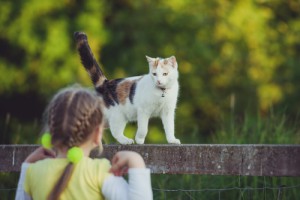 Summer Safety Pet Tips Summer Safety Pet Tips
