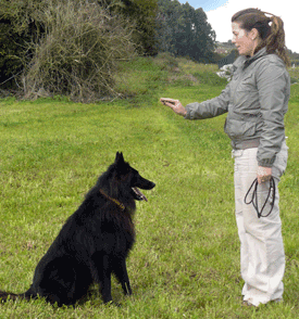 Clicker Training A Dog Clicker Training A Dog