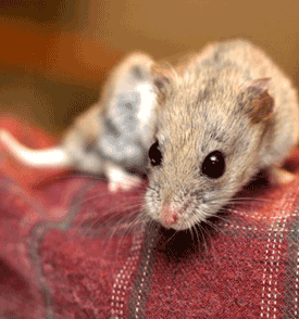 The Chinese Hamster The Chinese Hamster